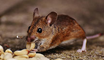 24 Hour & Emergency Exterminators in Bruceville, IN